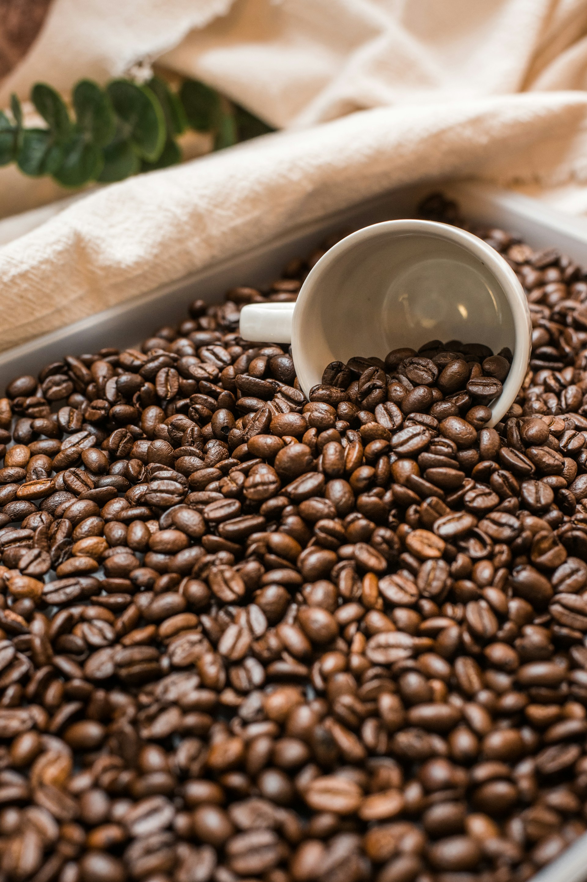 Freshly roasted coffee beans